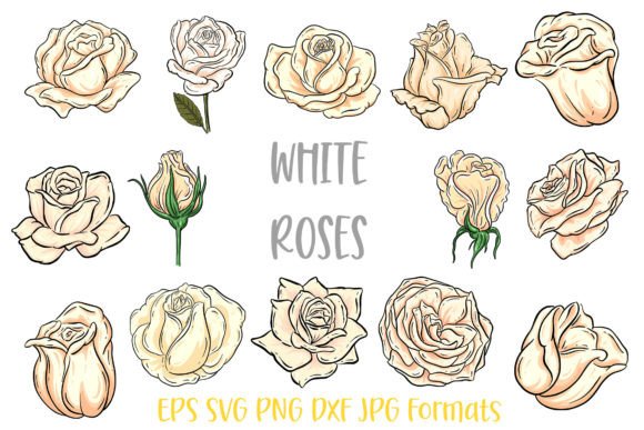Download White Rose Flower Line Art Illustrations - White Collection