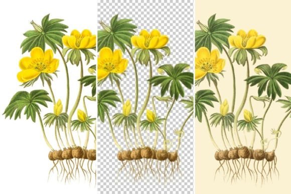Download Winter Aconite Illustration,Yellow Flowe - Premium Resources